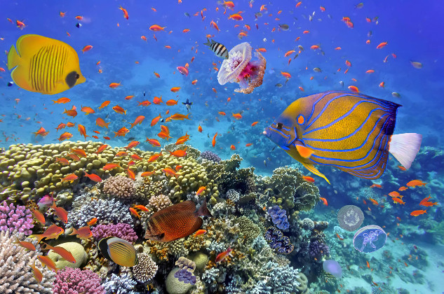 A vibrant coral reef teeming with marine life, showcasing the importance of saving coral reefs from climate tipping points and warming oceans.