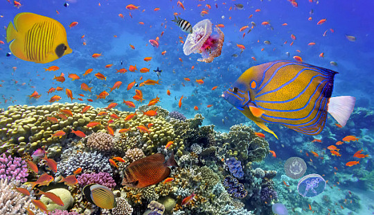 A vibrant coral reef teeming with marine life, showcasing the importance of saving coral reefs from climate tipping points and warming oceans.