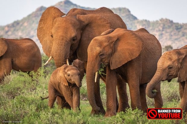 How Animals And Humans Perceive and React to Death