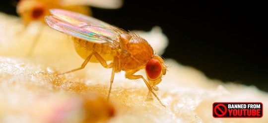 fruit fly 6 16