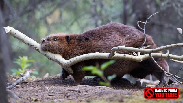 beaver at work 7 29