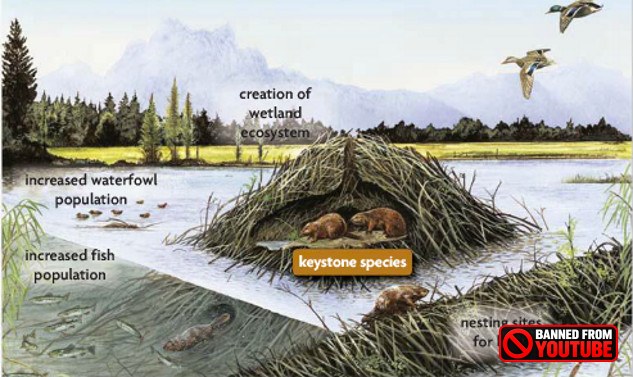beaver lodge 7 29
