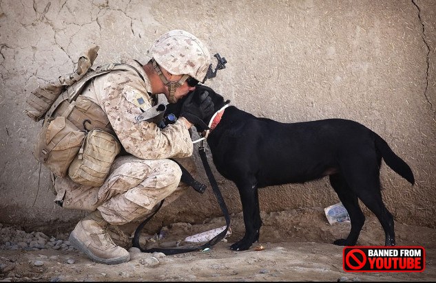 Why Dogs Are More Than Just Pets ptsd dogs 8 26