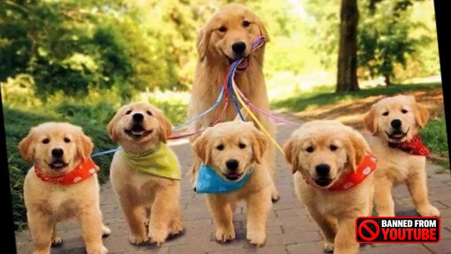 Why Dogs Are More Than Just Pets service dogs 8 26