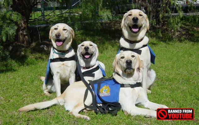 Why Dogs Are More Than Just Pets service dogs1 8 26